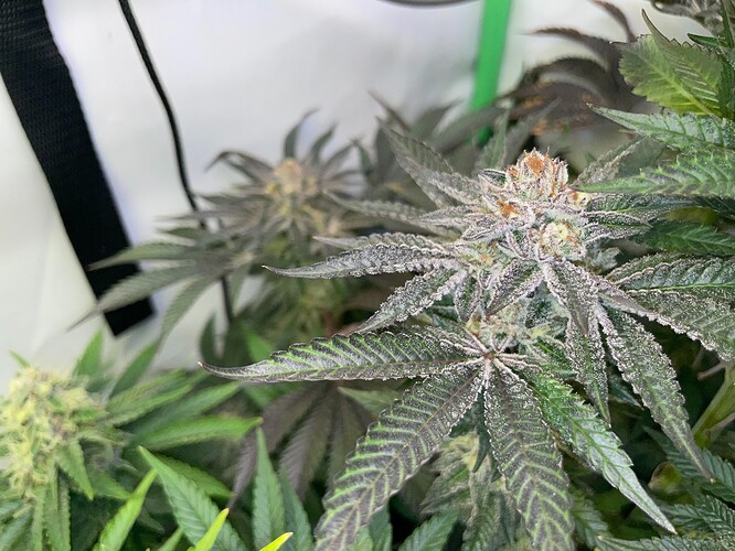 Growreport Bild 1