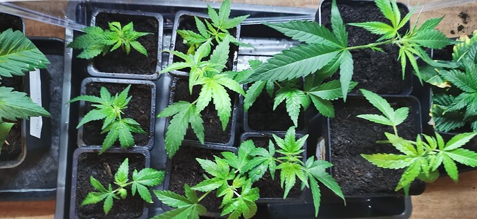 Growreport Bild 51