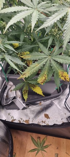 Growreport Bild 13