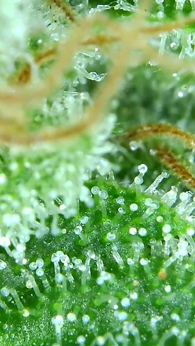 Growreport Bild 45