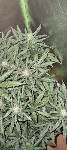 Growreport Bild 22