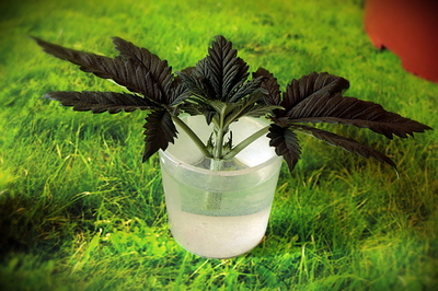 Growreport Bild 7