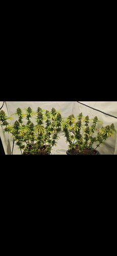 Growreport Bild 12