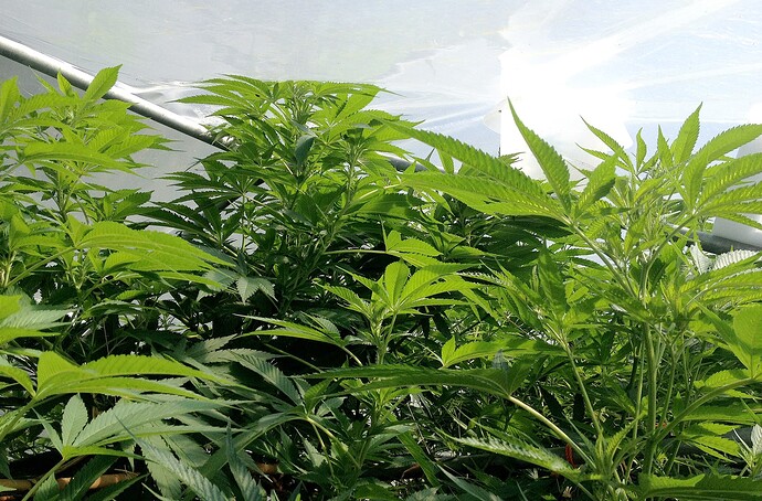 Growreport Bild 13