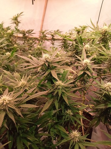 Growreport Bild 69