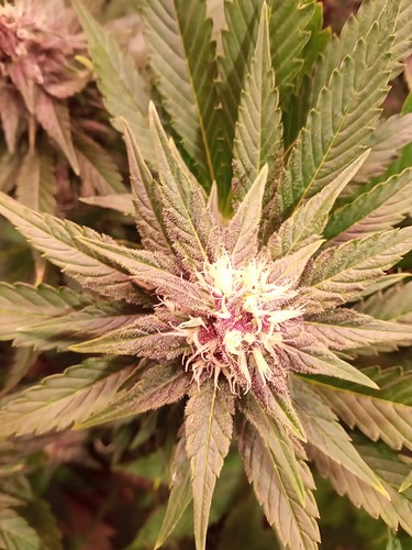 Growreport Bild 21