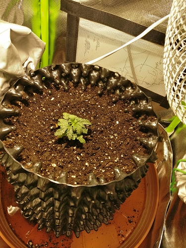 Growreport Bild 5