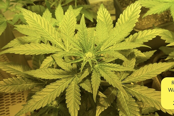 Growreport Bild 6