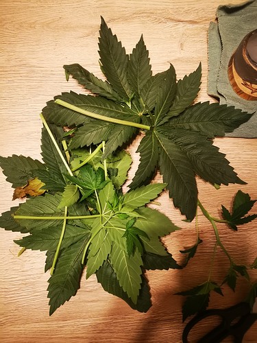 Growreport Bild 16
