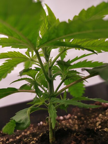 Growreport Bild 24