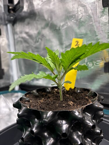 Growreport Bild 82