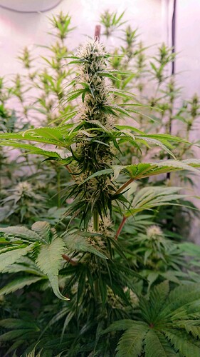 Growreport Bild 2
