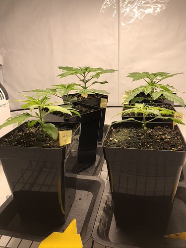Growreport Bild 2