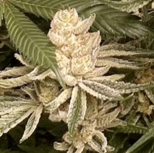 Growreport Bild 30