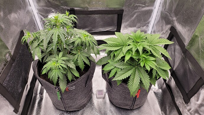 Growreport Bild 4