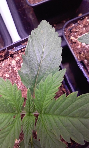 Growreport Bild 3