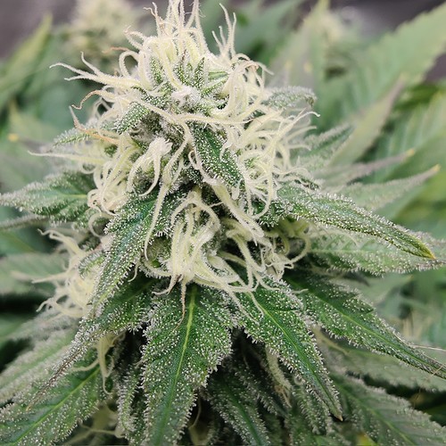 Growreport Bild 17