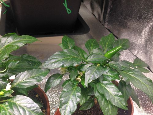 Growreport Bild 17