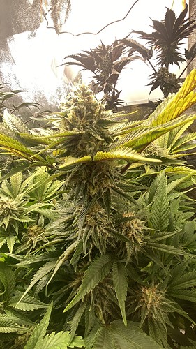 Growreport Bild 20