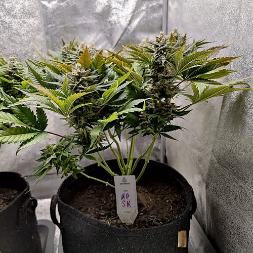 Growreport Bild 3