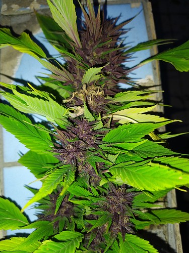 Growreport Bild 8