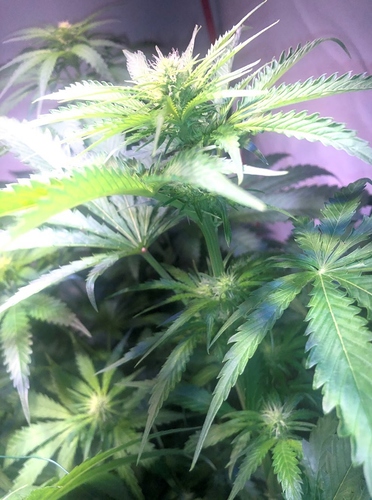 Growreport Bild 4