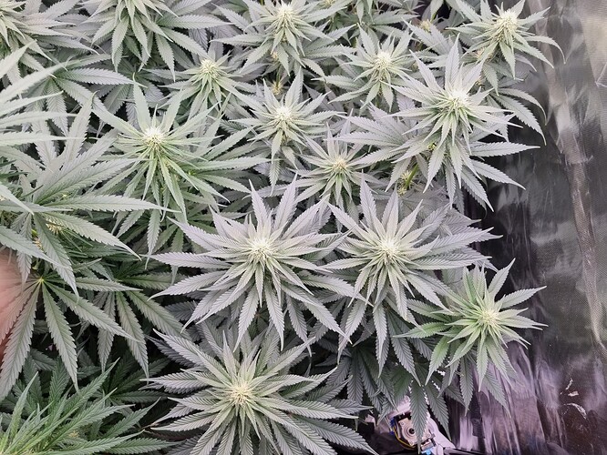 Growreport Bild 7
