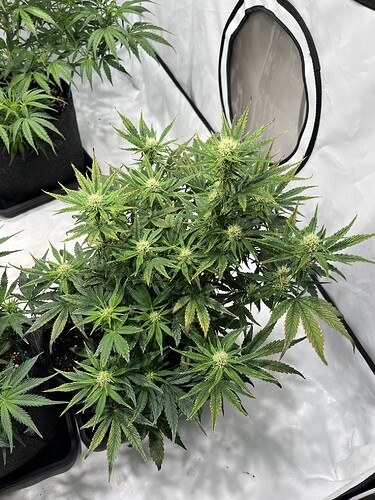 Growreport Bild 8