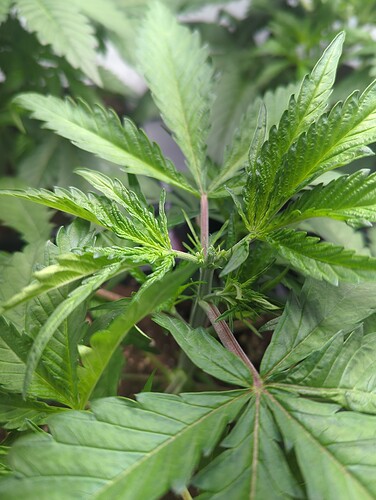 wt15_masterkush_nach_topping