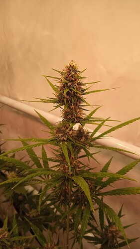 Growreport Bild 6