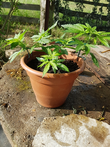 Growreport Bild 1