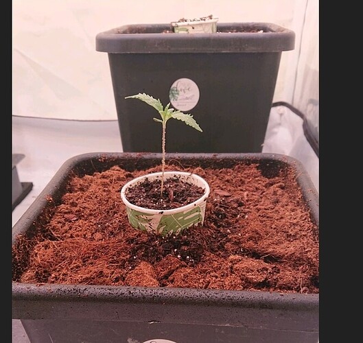 Screenshot_20220805-064942_Chrome