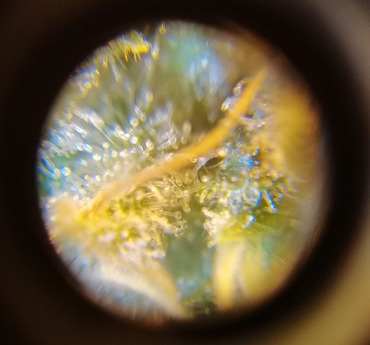 Growreport Bild 2
