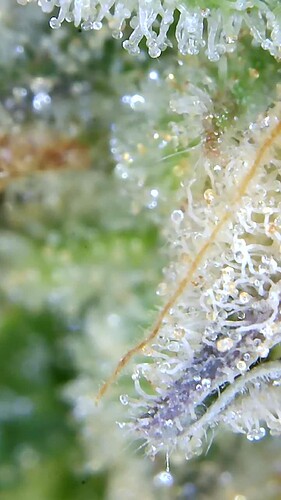 Growreport Bild 31
