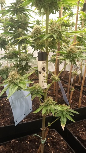 Growreport Bild 16