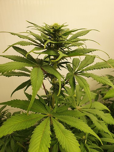 Growreport Bild 3