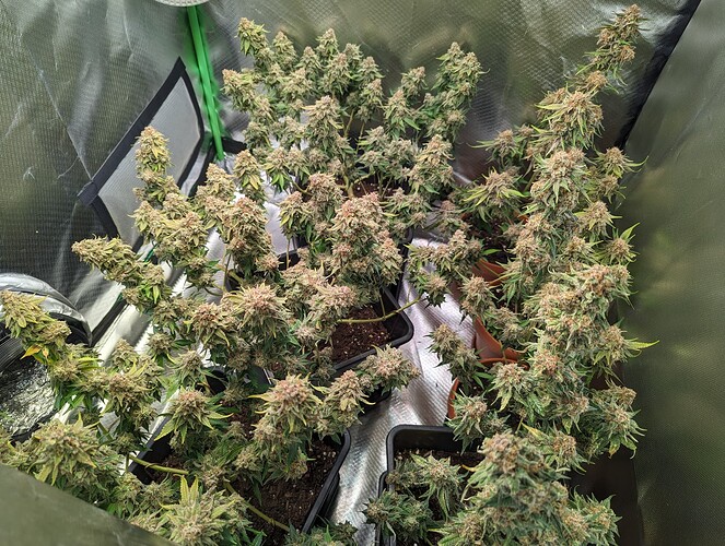 Growreport Bild 12