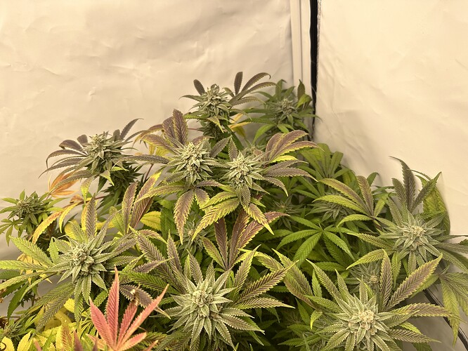 Growreport Bild 6