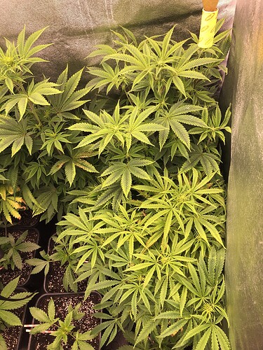 Growreport Bild 2