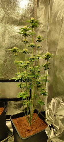 Growreport Bild 7