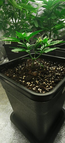Growreport Bild 3