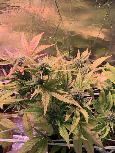 Growreport Bild 9