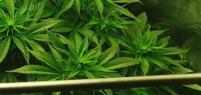 Growreport Bild 57