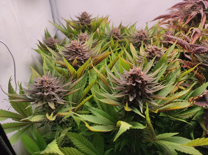 Growreport Bild 19