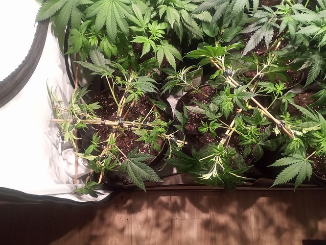 Growreport Bild 32