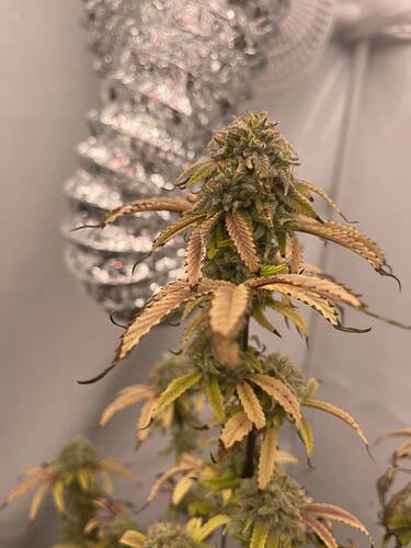 Growreport Bild 4