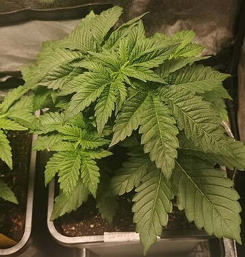 Growreport Bild 24