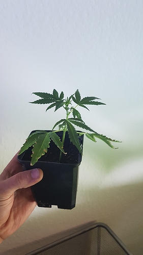 Growreport Bild 6