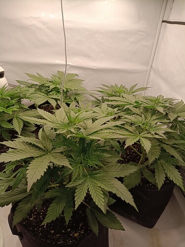 Growreport Bild 7