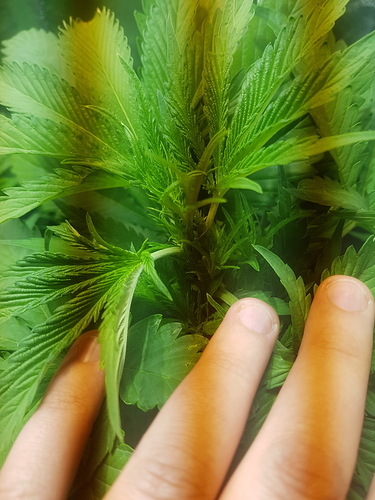 Growreport Bild 7